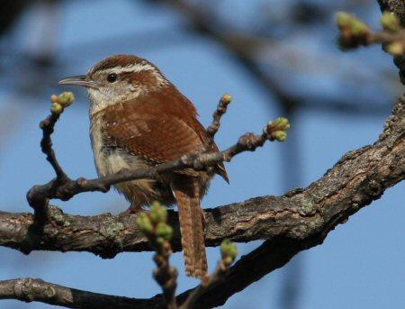 carolina wren perched on branch