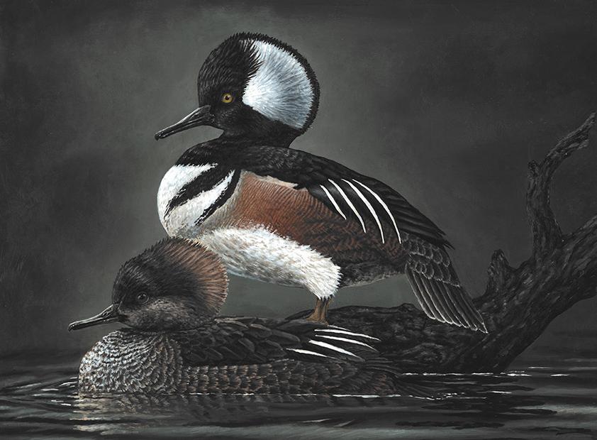 Two hooded merganser ducks sit in water. 