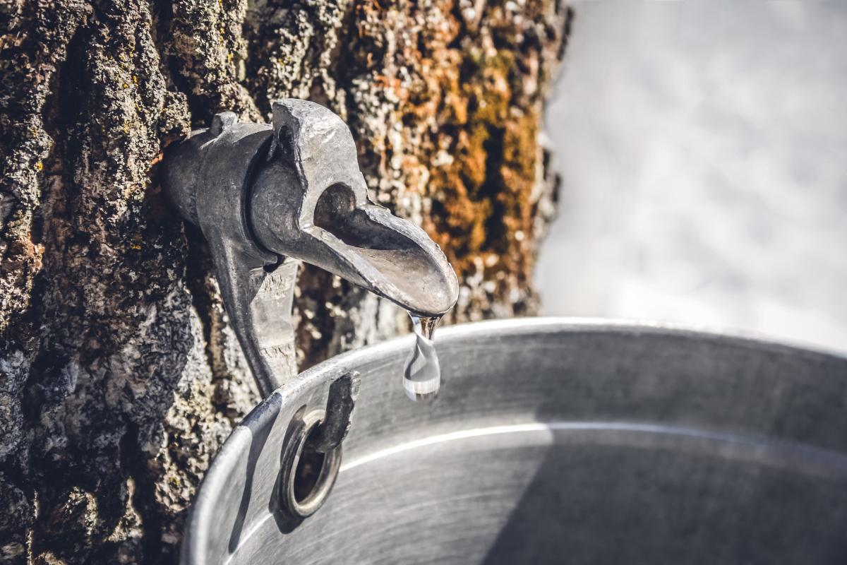 tree with a spile and collection bucket for the sap