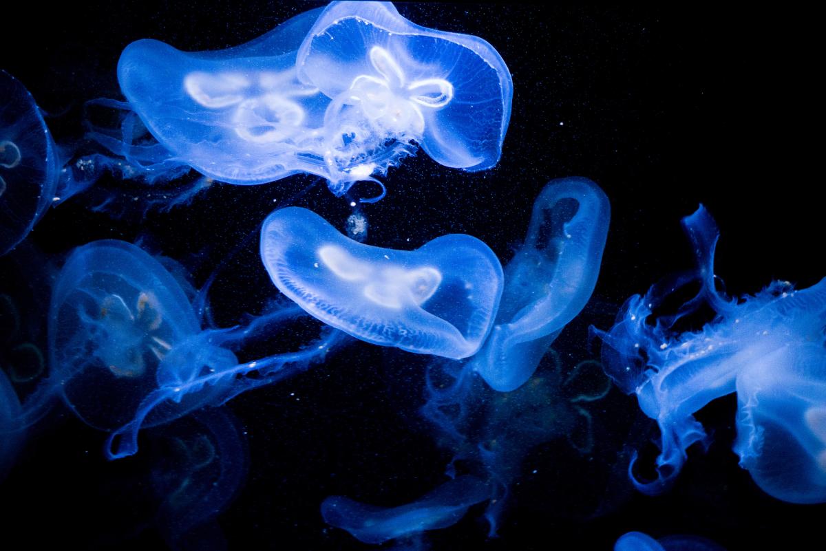 Glowing Jellyfish