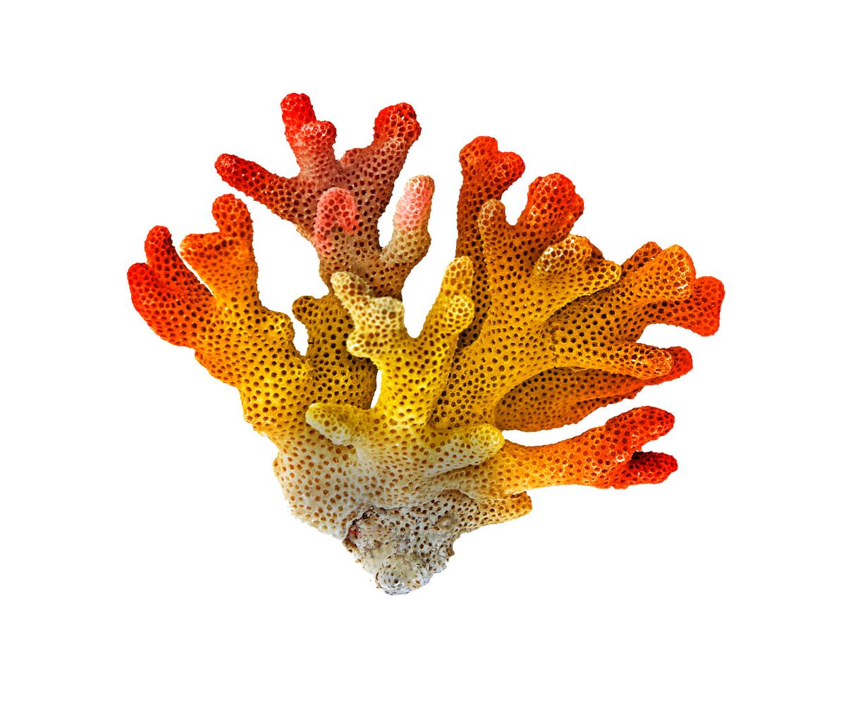 orange coral