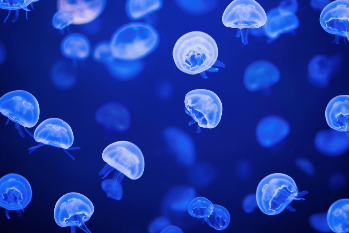 jellyfish