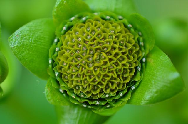 Mandala in Nature