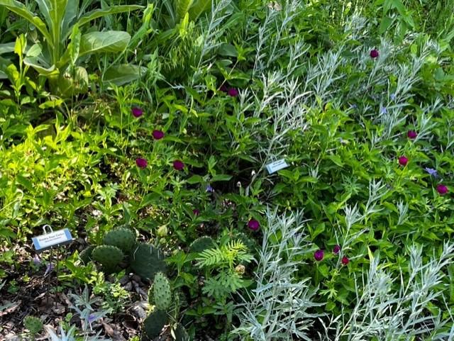 Native Plant Garden