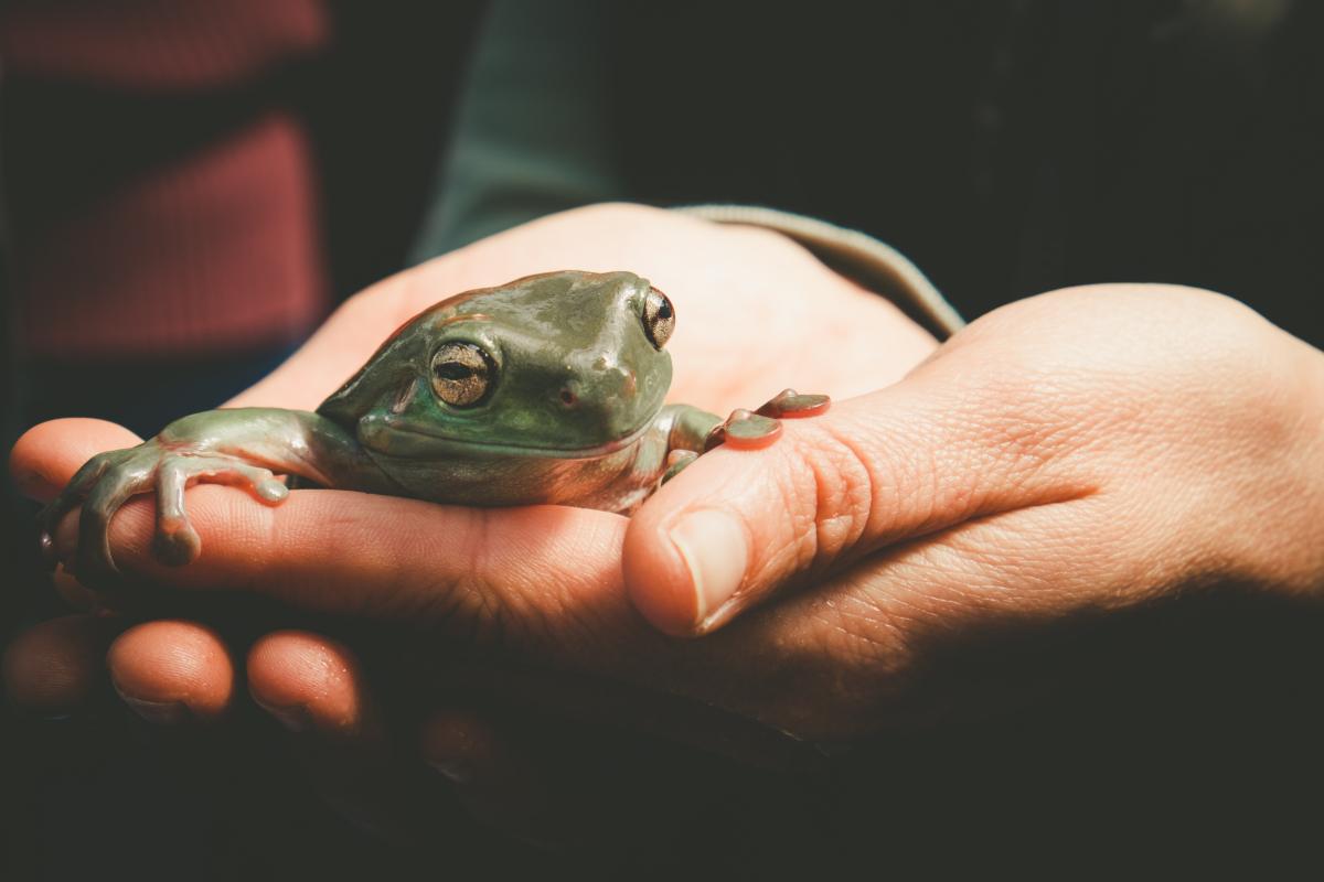 Hands holding frog