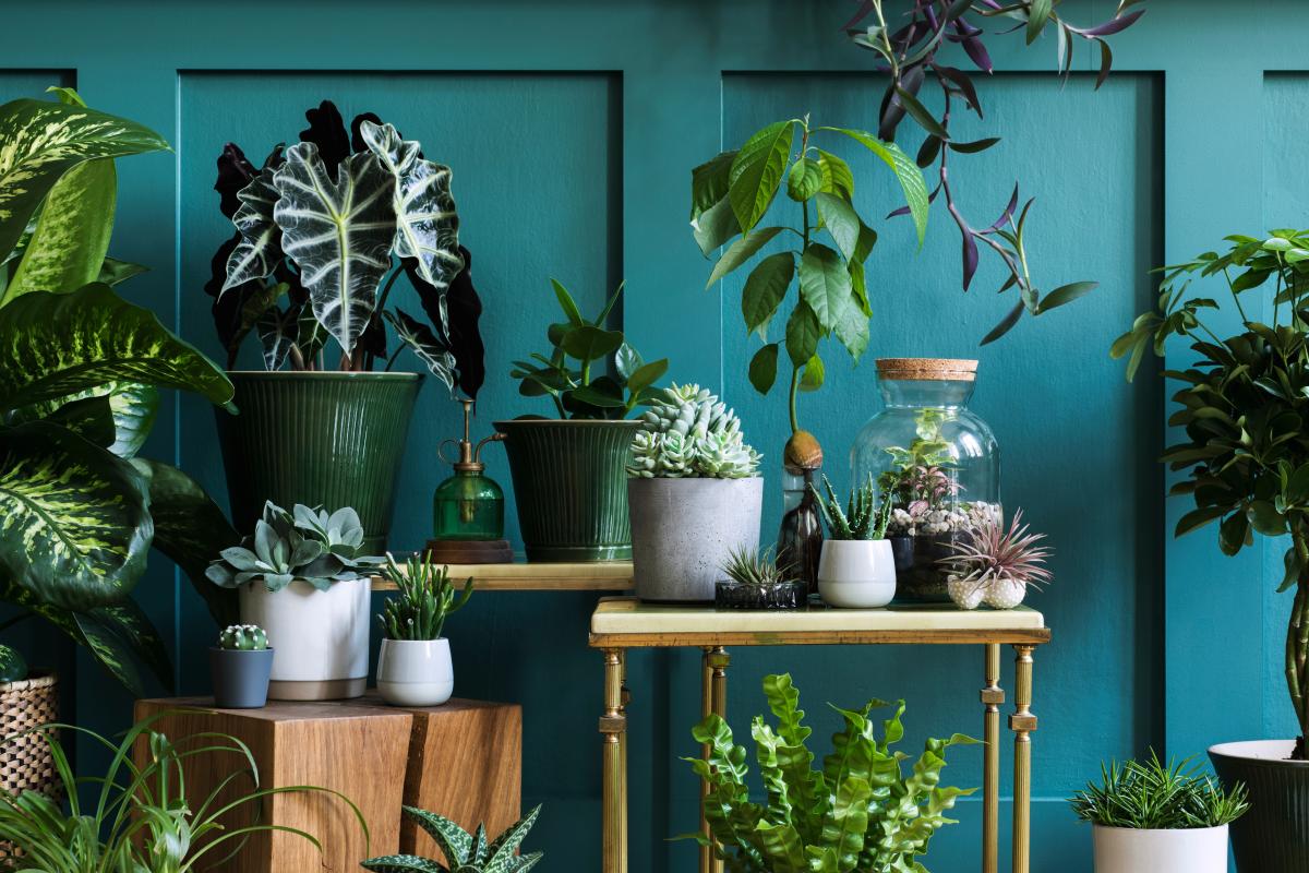 Houseplants