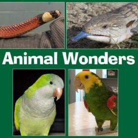 Animal Wonders