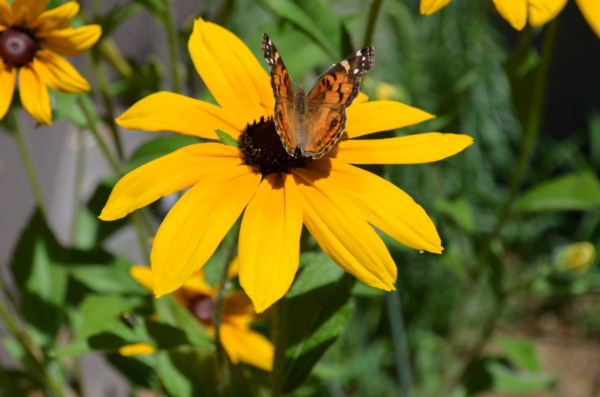 Butterfly on yellow flower