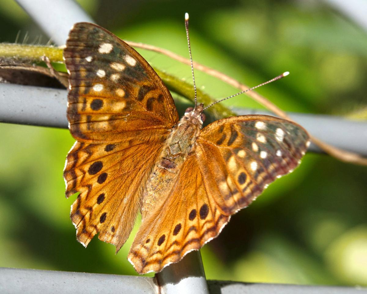 butterfly sits on a leaf