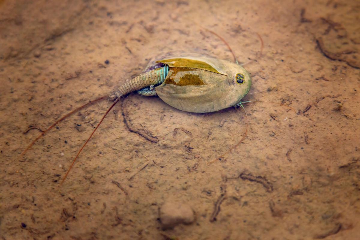 Triassic Triops