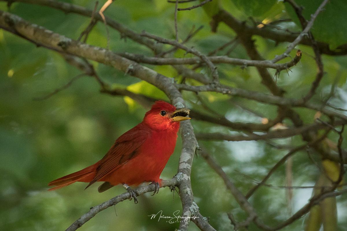 male tanager