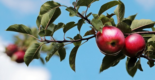 Apples on a Tree