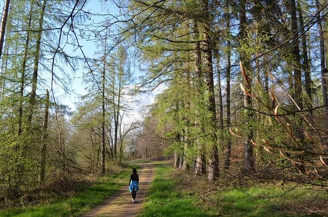 A person walking in the forest, immersed within the trees