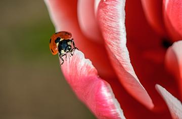 Ladybug on flower